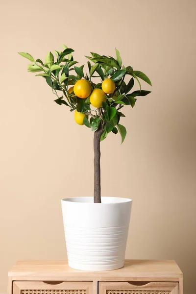 简约室内设计理念 靠近米色墙的木制桌子上有水果的小盆栽柠檬树 — 图库照片