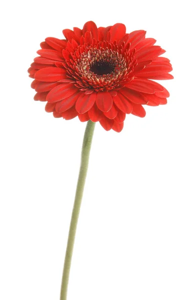 Bela Flor Gerbera Vermelha Fundo Branco — Fotografia de Stock