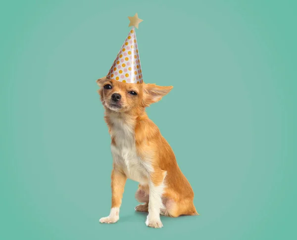 Cão Chihuahua Pequeno Bonito Com Chapéu Festa Fundo Cor — Fotografia de Stock