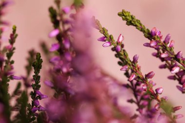 Heather, arka planda güzel çiçekler olan çalılar, yakın plan.