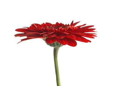 Güzel kırmızı gerbera çiçek beyaz arka plan üzerinde