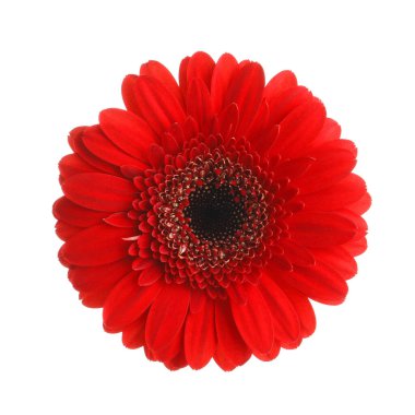 Güzel kırmızı gerbera çiçek beyaz arka plan üzerinde