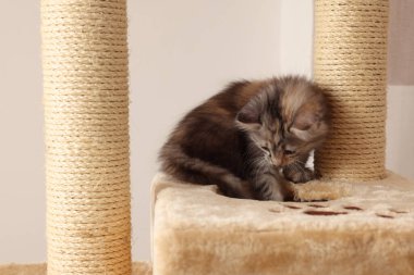 Evde kedi ağacında sevimli tüylü kedi yavrusu.