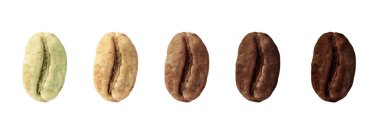 Beyaz arka planda kahve çekirdeği kızartma aşamaları, kolaj. Pankart tasarımı