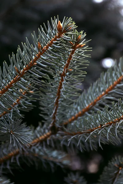 Πράσινο Έλατο Κλαδιά Δέντρο Θολή Φόντο Closeup — Φωτογραφία Αρχείου