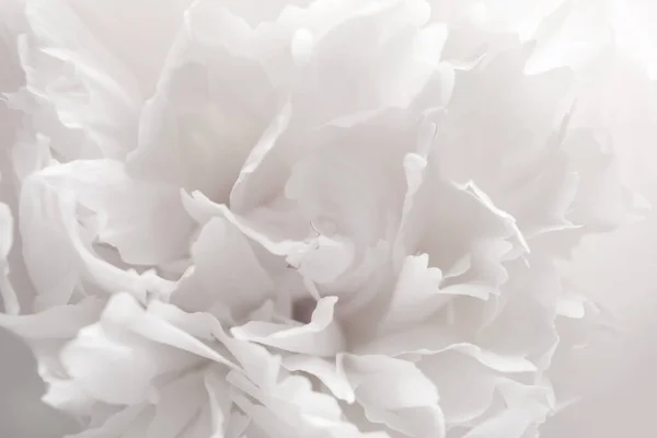 美しい白い牡丹の花のクローズアップ — ストック写真
