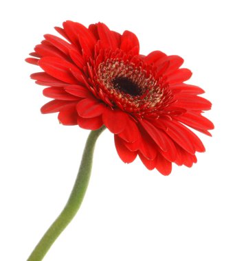 Güzel kırmızı gerbera çiçek beyaz arka plan üzerinde
