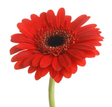 Güzel kırmızı gerbera çiçek beyaz arka plan üzerinde