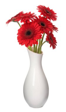 Beyaz arka planda seramik vazoda güzel kırmızı gerbera çiçekleri.