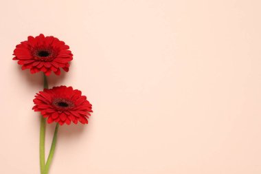 Bej arka planda güzel, parlak Gerbera çiçekleri, düz yatış. Metin için boşluk
