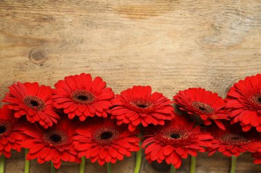 Ahşap arka planda güzel, parlak Gerbera çiçekleri, düz uzanmış. Metin için boşluk