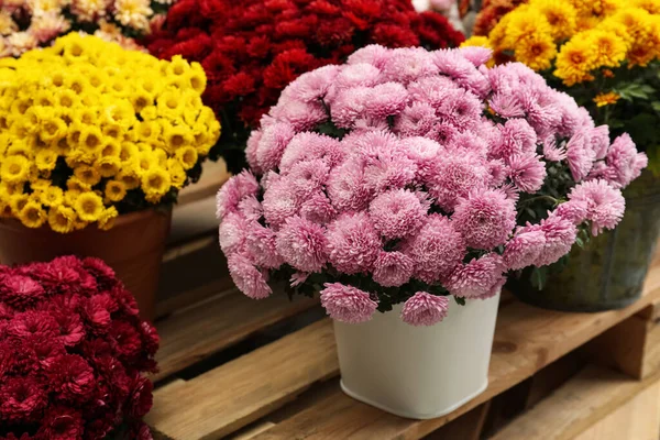 Krásná Jiná Barva Chryzantémy Květiny Květináčích Dřevěné Paletě — Stock fotografie
