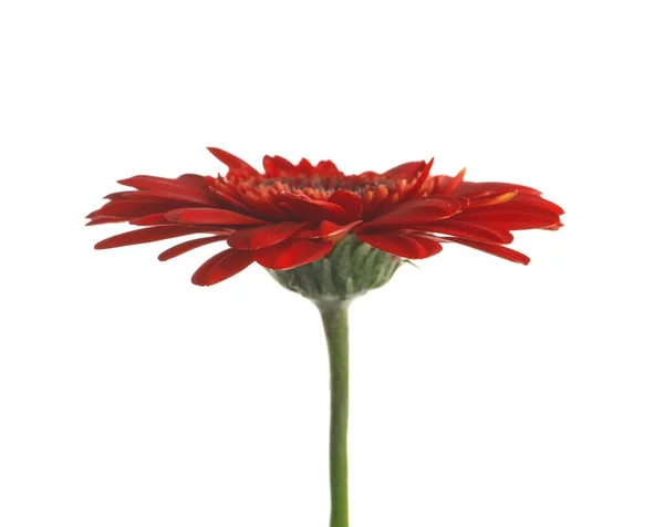 Bellissimo Fiore Gerbera Rosso Sfondo Bianco — Foto Stock