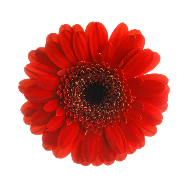 Krásná Červená Gerbera Květina Bílém Pozadí — Stock fotografie