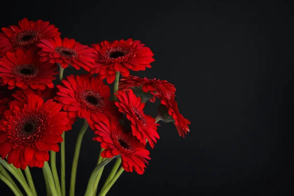 黒の背景に美しい赤いガーベラの花の花束 テキストのスペース — ストック写真