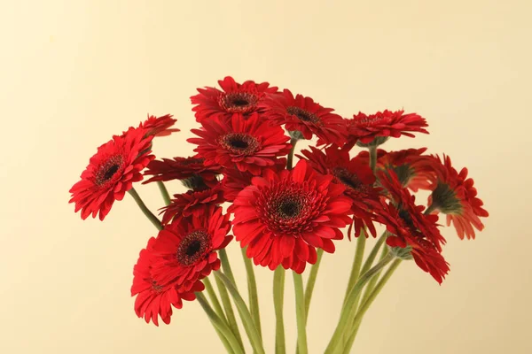 베이지 배경에 아름다운 붉은게 꽃들이 옹기종기 — 스톡 사진