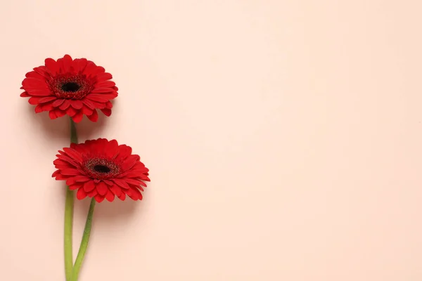 Bej Arka Planda Güzel Parlak Gerbera Çiçekleri Düz Yatış Metin — Stok fotoğraf