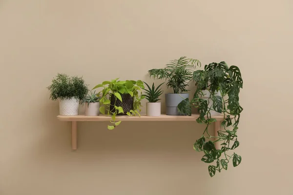 Полка Различными Комнатными Растениями Бежевой Стене — стоковое фото