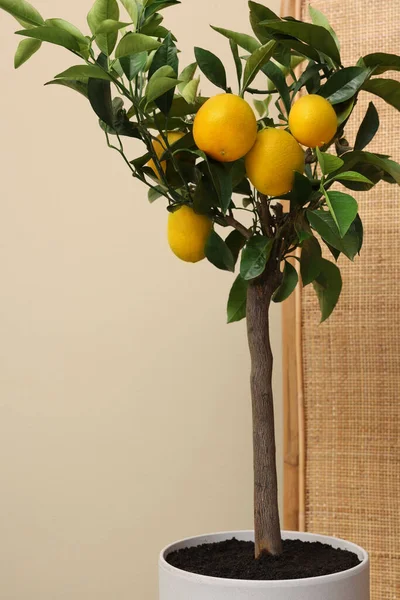 Nápad Minimalistický Design Interiéru Malý Citroník Květináči Poblíž Béžové Stěny — Stock fotografie