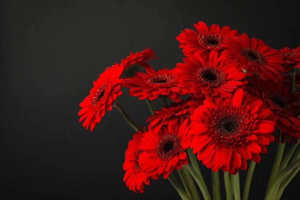 黒の背景に美しい赤いガーベラの花の花束 — ストック写真