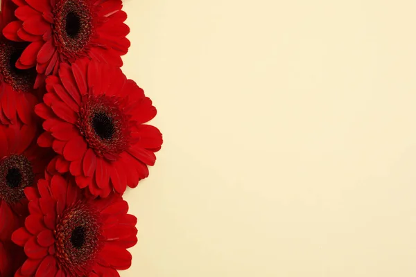 Belas Flores Gerbera Vermelho Brilhante Fundo Bege Vista Superior Espaço — Fotografia de Stock