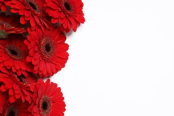 Lindas Flores Gerbera Vermelho Brilhante Fundo Branco Vista Superior — Fotografia de Stock
