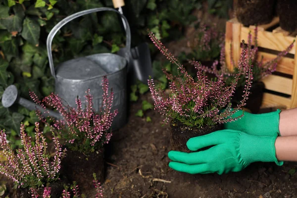 Mujer Plantando Arbusto Brezo Floreciente Aire Libre Primer Plano —  Fotos de Stock