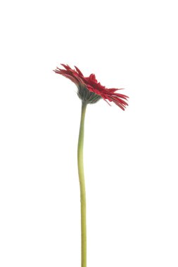 Güzel kırmızı gerbera çiçek beyaz arka plan üzerinde