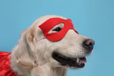Kırmızı süper kahraman maskeli sevimli köpek açık mavi arka planda, yakın plan