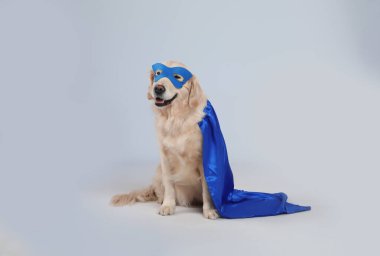 Mavi süper kahraman pelerinli sevimli köpek ve açık gri arka planda maske