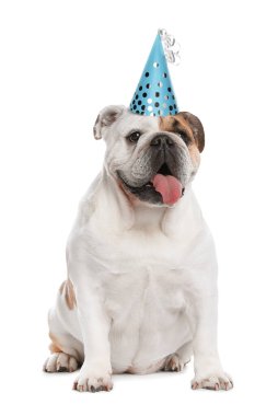 Beyaz arka planda parti şapkası olan sevimli komik İngiliz bulldog 'u.