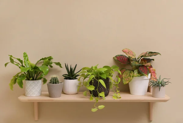 Shelf Many Different Houseplants Beige Wall — Stock Photo, Image