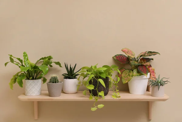 Prateleira Com Muitas Plantas Sala Diferentes Parede Bege — Fotografia de Stock