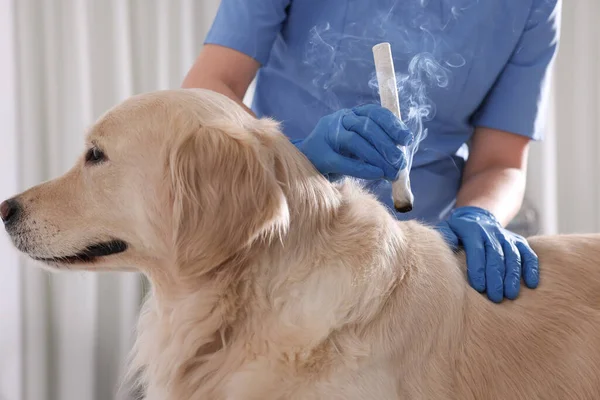 Veterinär Håller Moxa Stick Nära Söt Hund Kliniken Närbild Behandling — Stockfoto