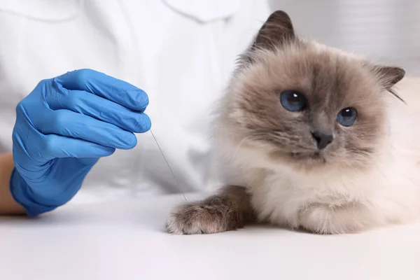 Veterinary Holding Acupuncture Needle Cat Footw Indoors Closeup Léčba Zvířat — Stock fotografie