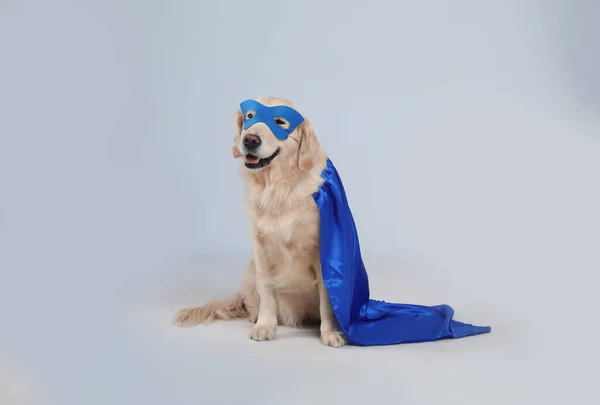 Schattige Hond Blauwe Superheld Cape Masker Lichtgrijze Achtergrond — Stockfoto