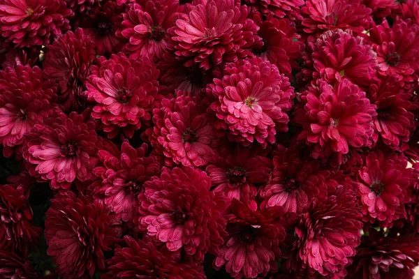 美しい鮮やかな菊の花のトップビュー — ストック写真
