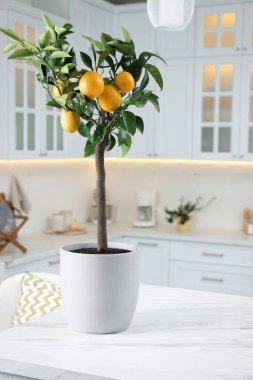 Mutfak tezgahında olgun meyveli limon ağacı var.