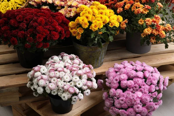 Hermosas Flores Crisantemo Diferentes Colores Macetas Paleta Madera —  Fotos de Stock