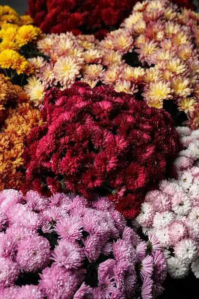 背景として美しい異なる色菊の花 — ストック写真