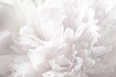 Güzel çiçek açan beyaz şakayık arka plan, yakın plan