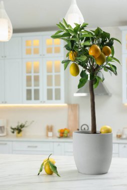 Mutfak tezgahında limon ağacı ve olgun meyveler var.