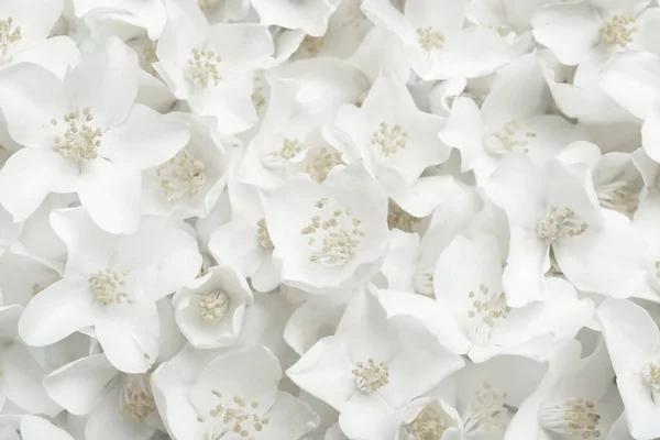 Крупним Планом Красиві Білі Квіти Жасмину Вид Зверху — стокове фото