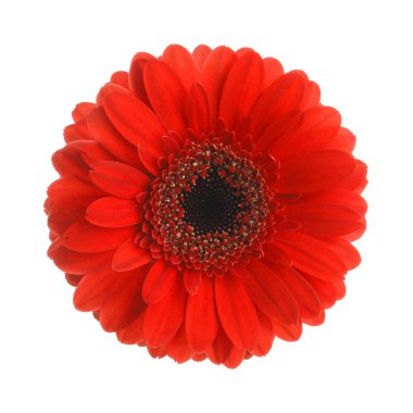 Güzel kırmızı gerbera çiçek beyaz arka plan üzerinde
