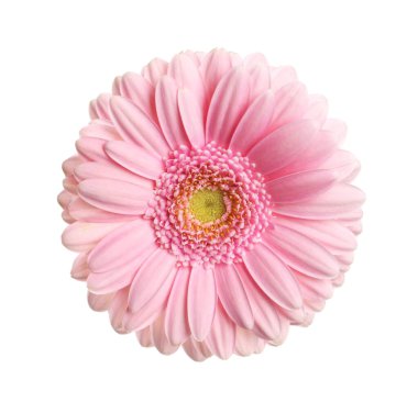 güzel pembe gerbera çiçek üzerinde beyaz izole