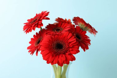 Açık mavi arka planda güzel kırmızı gerbera çiçekleri.