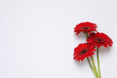 Beyaz arka planda güzel kırmızı gerbera çiçekleri, üst manzara