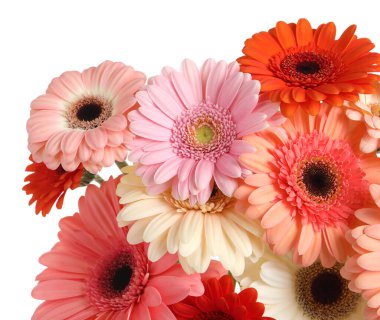 Beyaz arka planda güzel renkli Gerbera çiçekleri.