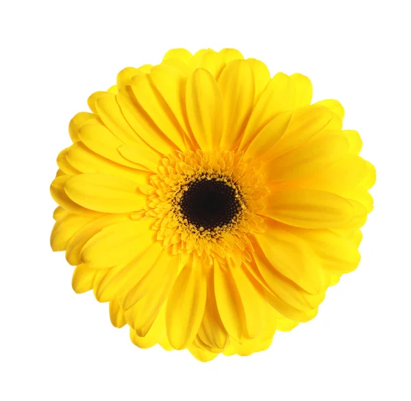 Beautiful Yellow Gerbera Flower Isolated White — Stock Photo, Image