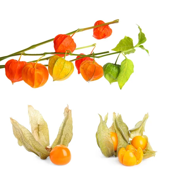 Set Tasty Ripe Physalis Fruits White Background — Stock Photo, Image